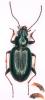 Bembidion tibiale